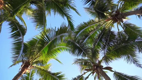 Static shot of the palm trees moving in the wind with the blue skies and sun in the background