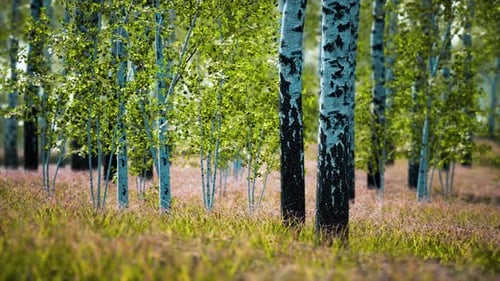 White Birch Trees in the Forest in Summer