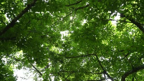Light peeking through the lush tree canopy in the spring - looking up pov from a person walking