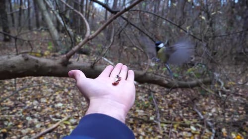 Close Up of Small Titmouse Eating Walnuts From Arm of Young Guy Outdoor Beautiful Tomtit Pecking