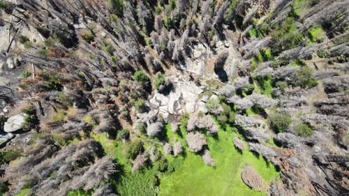 Aerial/Drone Top Down View of Forest Trees after Forest Fire