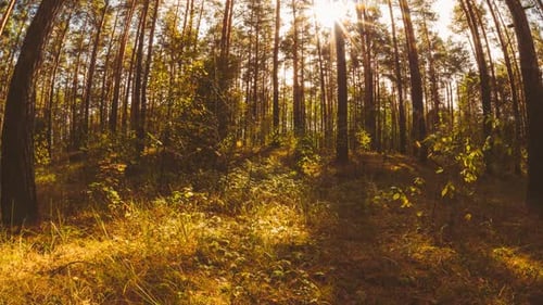Sunlight Streaming Through Tall Trees in a Forest