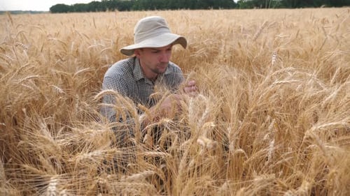 Young Agronomist Sitting at Cereal Meadow and Exploring Wheat Ears of Crop