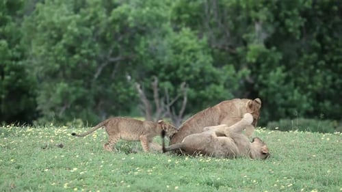 Tiny Lion Cub Playing With Its Two Older Siblings in Botswana