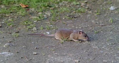 Common Wild Rat Foraging For Food In The Wilderness. Closeup