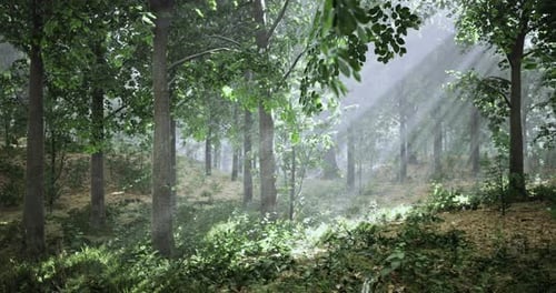 Sunlight Filtering Through Trees in a Serene Forest Setting at Dawn