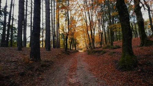 Wanderweg in einem orangen Herbstherbstberg mit sommergrünen Blättern