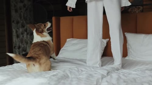 Corgi Jumps on Bed Next to Woman