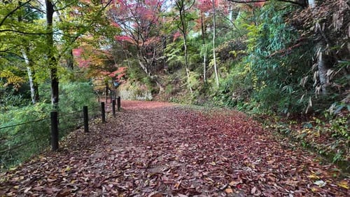 POV of Fallen leaves covering path in Takayama during autumn season