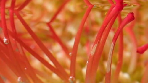Nahaufnahme ungewöhnlicher orangefarbener und gelber Algen unter Wasser