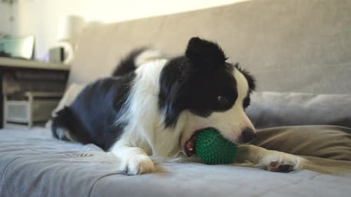 Playful Border Collie with Toy on Couch
