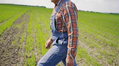 Farmer Walks Through the Lush, Green Crop Field