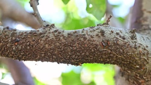 Aphids on a branch of tree