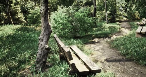 Benches Along a Serene Path in a Lush Green Park During Daylight Hours