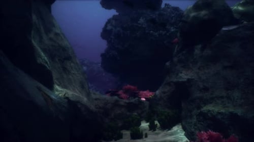 Sea or Ocean Underwater Coral Reef