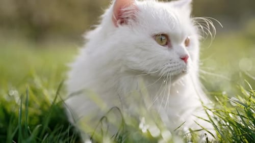 White Highland Straight Fluffy Cat Green Lawn backgroundDomestic Kitty on Walk