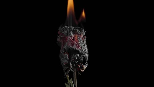 Burning Rose with Flames and Smoke on Black