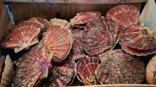 Gros plan de coquilles de pétoncles crues empilées dans une caisse en bois, avec des textures naturelles, du sable et de la mer
