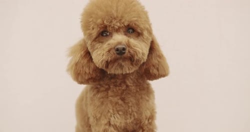 The Poodle Dog Sits Properly and Looks at the Camera After Finishing the Haircut