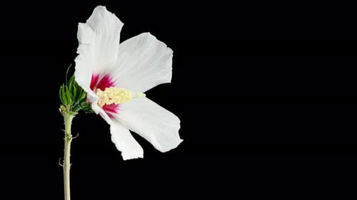 Time-Lapse of White Flower Blooming on Black Background