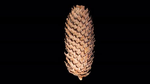 Pine Cone Closing in Time Lapse on a Black Background. Fir Tree Cone Moving Isolated on Black