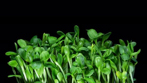 Fresh green sprouts growing on black background