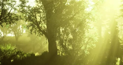 Golden Sunlight Streams Through the Leaves of Trees in a Tranquil Forest