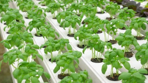 Green leafy Lettuce plants in an Hydroponic growing setting