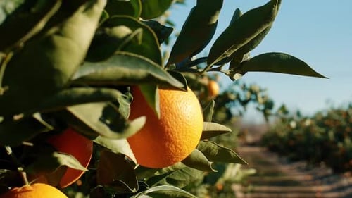 close up orange hanging on tree branch organic plantation orchard garden in Spain