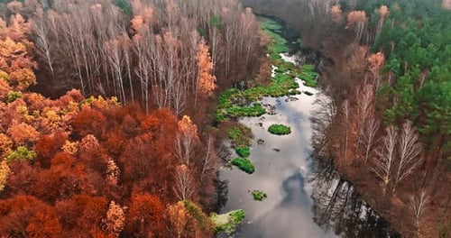 Red forest and small river in autumn in Poland, Europe.