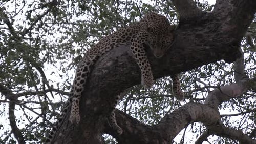 Leopard hängt alle vier Pfoten über einen Ast in einem Baum, um zu faulenzen. Nahaufnahme.