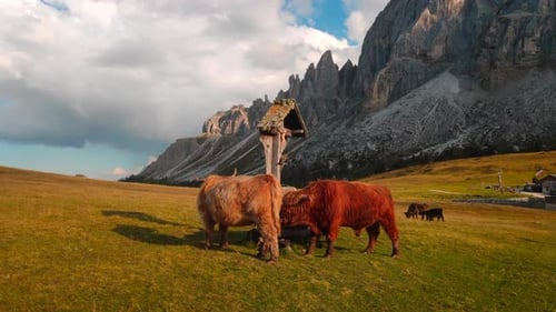 Jak - Cow grazing in the beautiful alps of Italy in the middle of the mountains filmed in 4k.