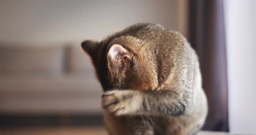 Cat Grooming Itself with Paw Indoors