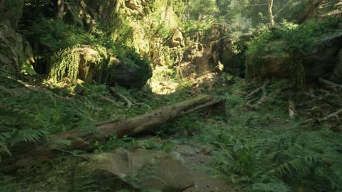 A Lush Green Forest Filled with Lots of Trees