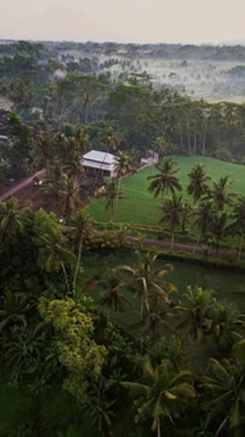Tropical Landscape Aerial View with Lush Greenery