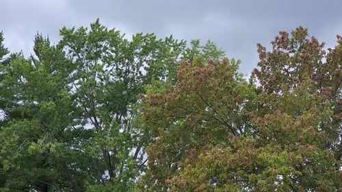 Green Tree Tops Swaying Gently in the Wind