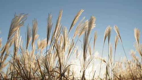 Detaillierter Bewegungshintergrund mit windiger organischer Weide vor Sonnenuntergang