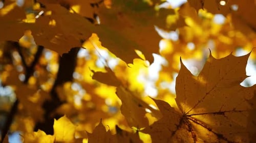 View to Tree Top of Birch with Brown Leaves at Sunny Autumn Day Branches with Lush Foliage Gently