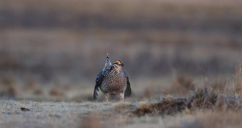 Male Sharptail Grouse with purple neck patch, courtship display on lek