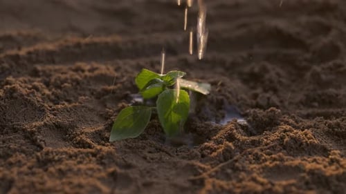 Close Up of Young Plant Being Watered