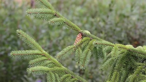 Forest B-Roll: Spruce bough with branch cone blows in gentle breeze