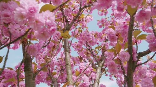 Pink flowers on the tree of flowering Sakura. Cherry blossom in spring.