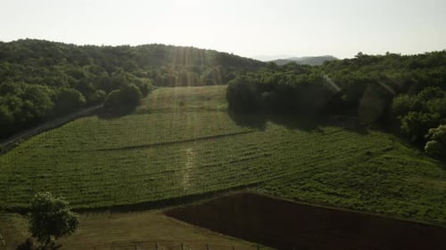 beautiful aerial drone shot of vineyard fields