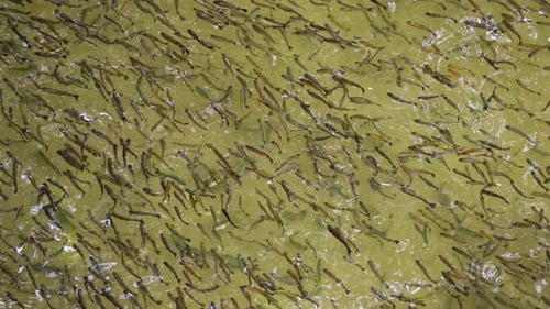 Cardumen de peces nadando en la superficie del agua en busca de alimento 1