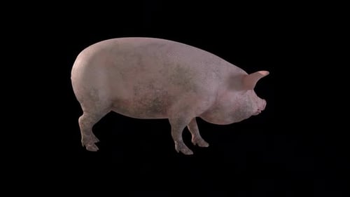 Animated Realistic 3D Pig Sniffing and Looking Up on Alpha Channel