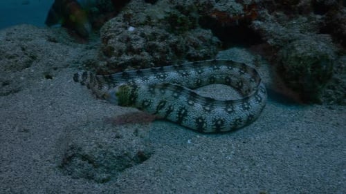 Eel Curled on Sandy Ocean Bottom