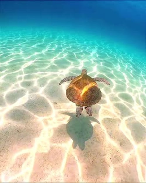 Sea Turtle Swimming Over Shallow Crystal-Clear Water