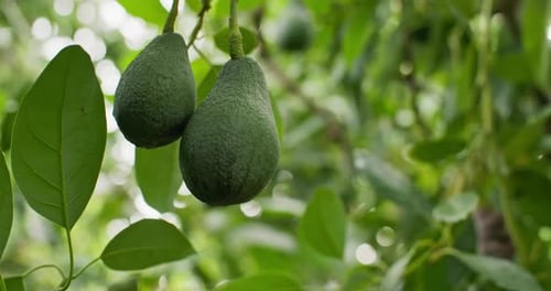 Closeup of a Bunch of Green Avocados on an Agrocultural Plantation