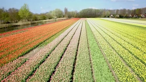 Aerial View of Colorful Tulip Flower Field in Netherlands