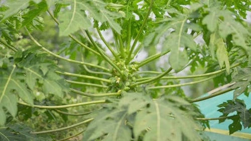 Papaya Tree with Growing Fruits in Tropical Garden
